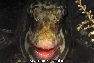 Red lipped -lip smacking Parrotfish. by Suzan Meldonian 